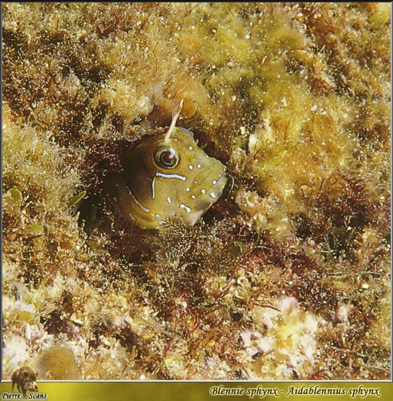 [PO Scans - Aquatic Life] Mediterranean sphinx blenny (Aidablennius sphynx), 縛???; DISPLAY FULL IMAGE.