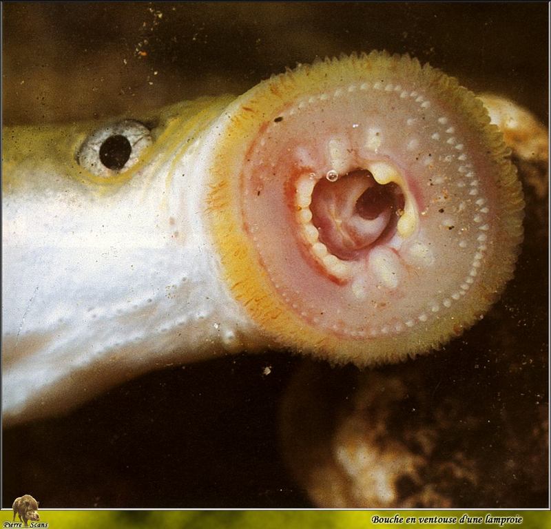 [PO Scans - Aquatic Life] Lamprey; DISPLAY FULL IMAGE.