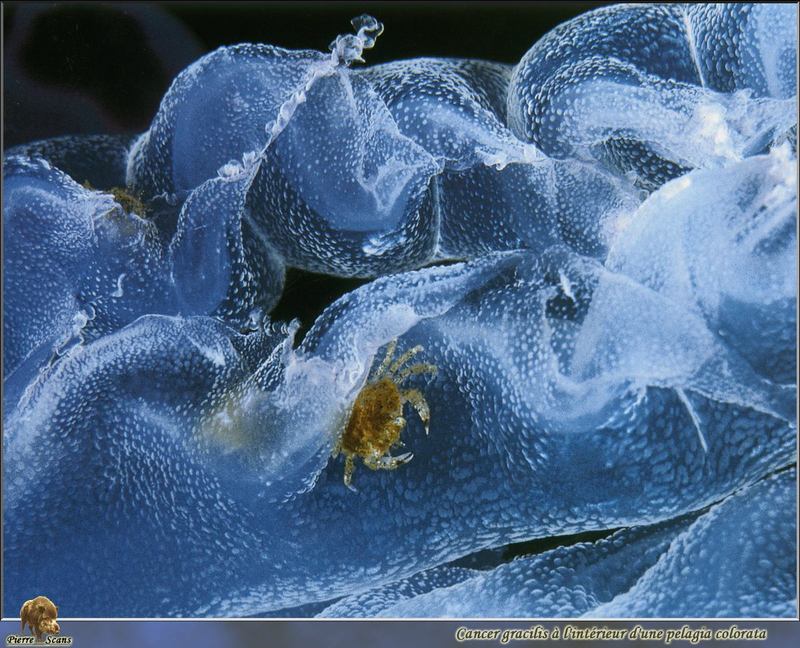 [PO Scans - Aquatic Life] Graceful crab (Cancer gracilis) on Purple-striped jellyfish (Chrysaora colorata); DISPLAY FULL IMAGE.