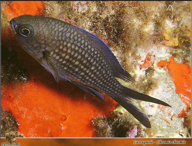 [PO Scans - Aquatic Life] Damselfish (Chromis chromis); DISPLAY FULL IMAGE.