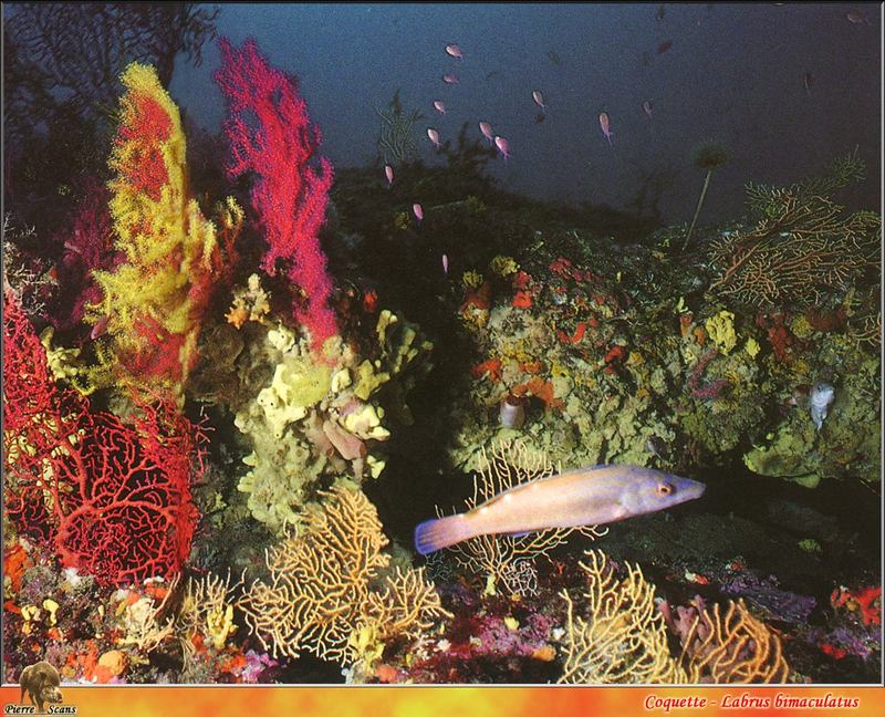 [PO Scans - Aquatic Life] Cuckoo wrasse (Labrus bimaculatus); DISPLAY FULL IMAGE.