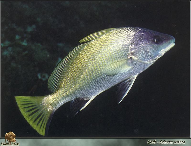[PO Scans - Aquatic Life] Brown meagre (Sciaena umbra); DISPLAY FULL IMAGE.