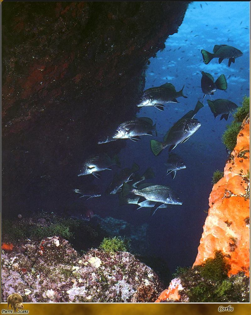 [PO Scans - Aquatic Life] Brown meagre (Sciaena umbra); DISPLAY FULL IMAGE.