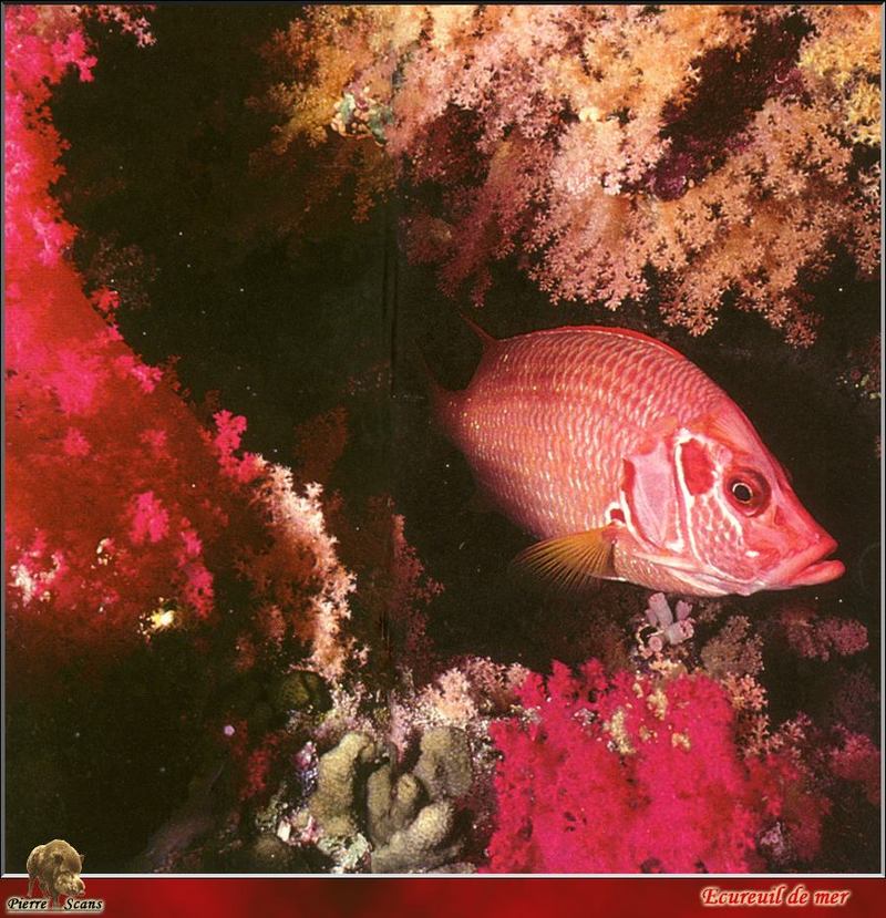 [PO Scans - Aquatic Life] Squirrelfish; DISPLAY FULL IMAGE.