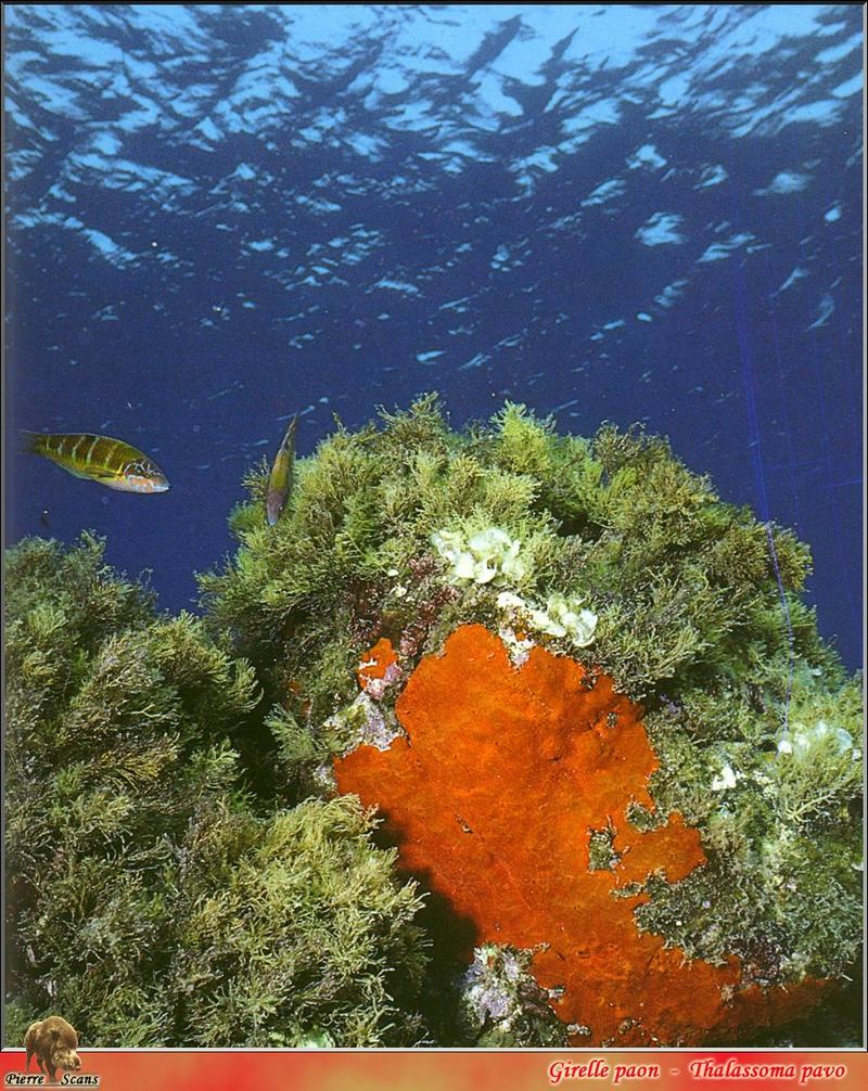 [PO Scans - Aquatic Life] Ornate wrasse (Thalassoma pavo); DISPLAY FULL IMAGE.