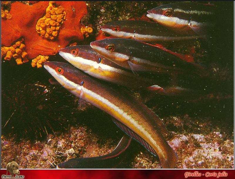 [PO Scans - Aquatic Life] Mediterranean rainbow wrasse (Coris julis); DISPLAY FULL IMAGE.