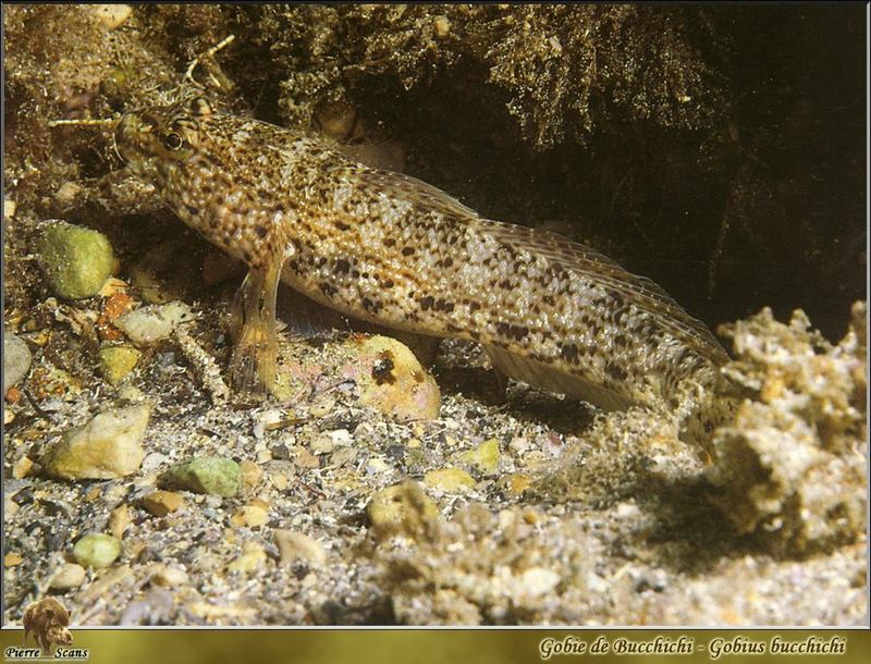 [PO Scans - Aquatic Life] Bucchich's goby (Gobius bucchichi); DISPLAY FULL IMAGE.