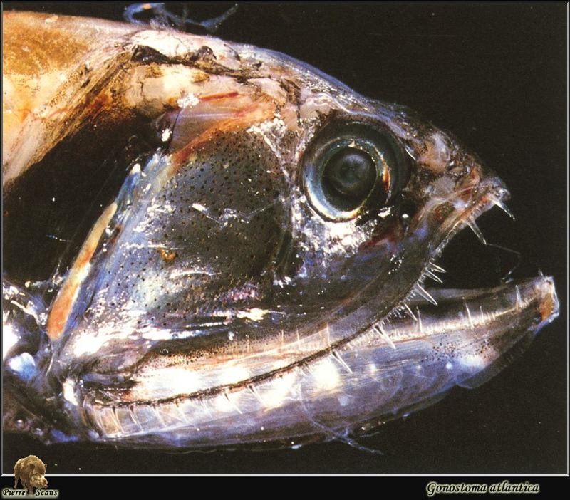 [PO Scans - Aquatic Life] Atlantic fangjaw (Gonostoma atlanticum) {!--대서양귀신고기-->; DISPLAY FULL IMAGE.