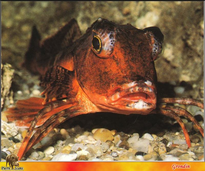 [PO Scans - Aquatic Life] Gurnard (Sea Robin); DISPLAY FULL IMAGE.