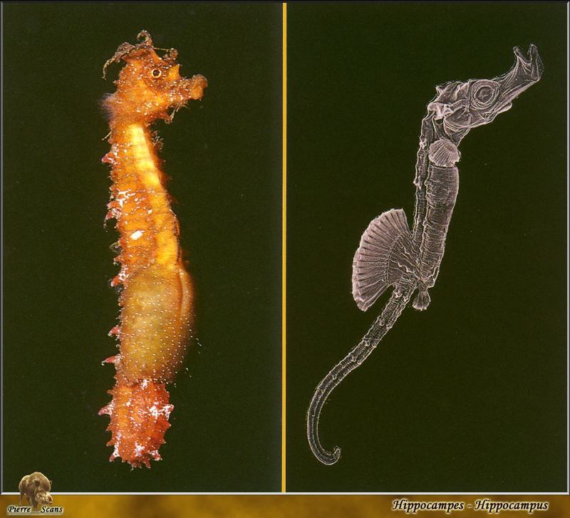 [PO Scans - Aquatic Life] Seahorse (Hippocampus sp.); DISPLAY FULL IMAGE.