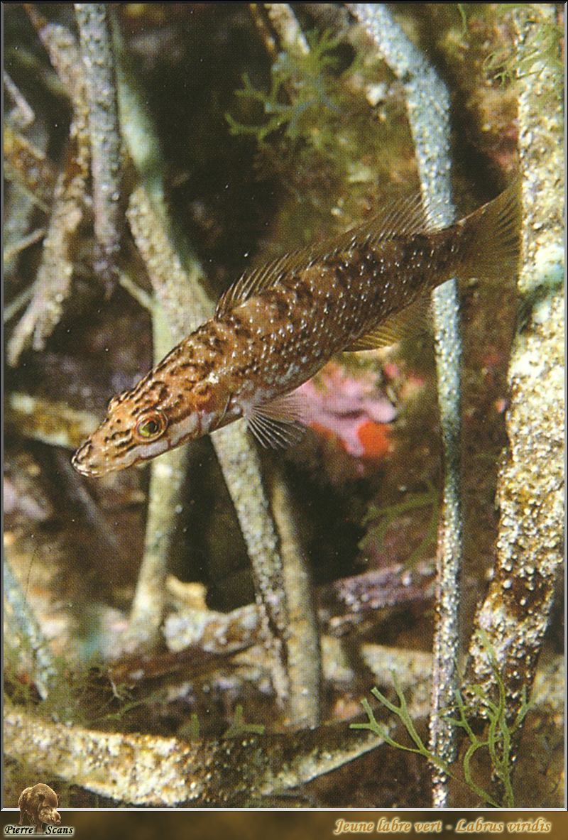 [PO Scans - Aquatic Life] Green wrasse (Labrus viridis); DISPLAY FULL IMAGE.