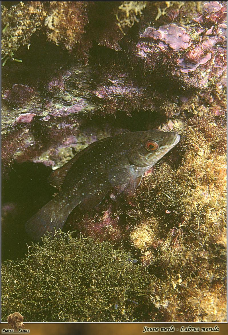 [PO Scans - Aquatic Life] Brown wrasse (Labrus merula); DISPLAY FULL IMAGE.