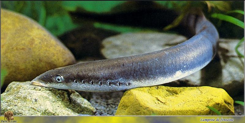 [PO Scans - Aquatic Life] Lamprey; DISPLAY FULL IMAGE.