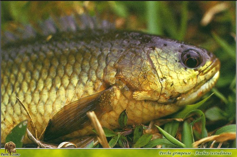 [PO Scans - Aquatic Life] Climbing perch (Anabas testudineus); DISPLAY FULL IMAGE.