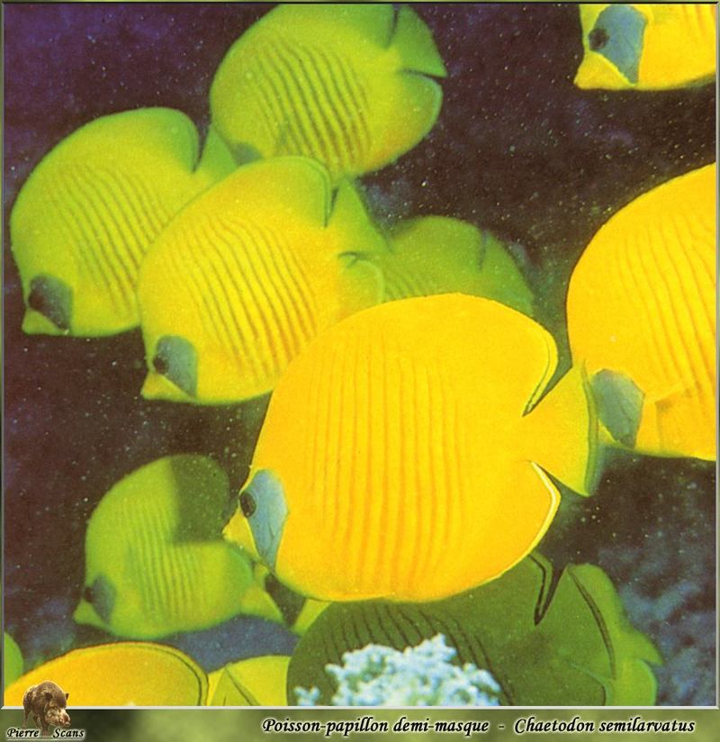 [PO Scans - Aquatic Life] Bluecheek butterflyfish (Chaetodon semilarvatus); DISPLAY FULL IMAGE.