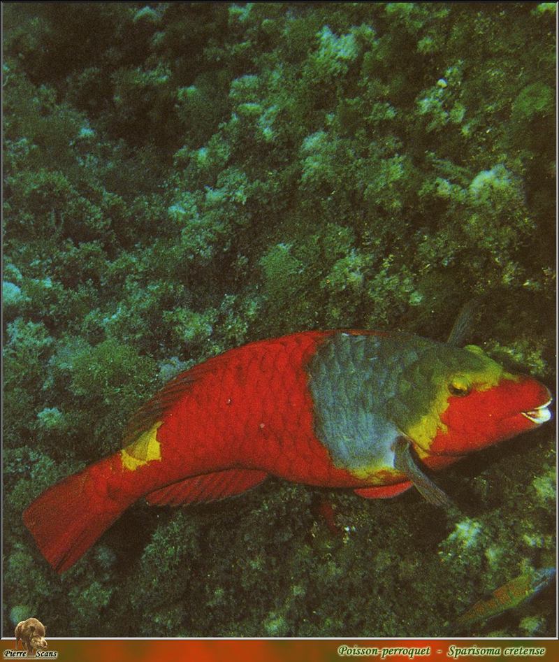 [PO Scans - Aquatic Life] Mediterranean parrotfish (Sparisoma cretense); DISPLAY FULL IMAGE.