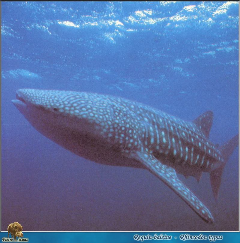 [PO Scans - Aquatic Life] Whale shark (Rhincodon typus); DISPLAY FULL IMAGE.