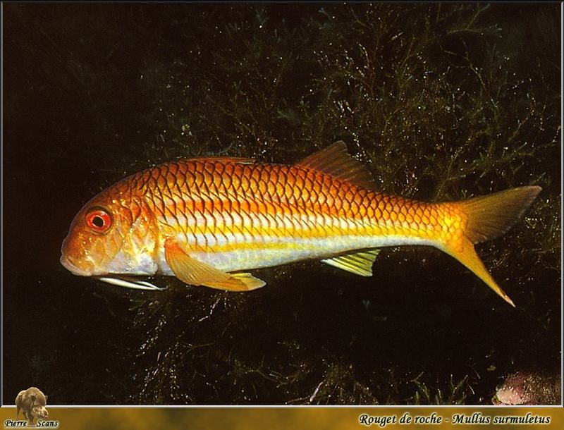 [PO Scans - Aquatic Life] Striped red mullet (Mullus surmuletus); DISPLAY FULL IMAGE.