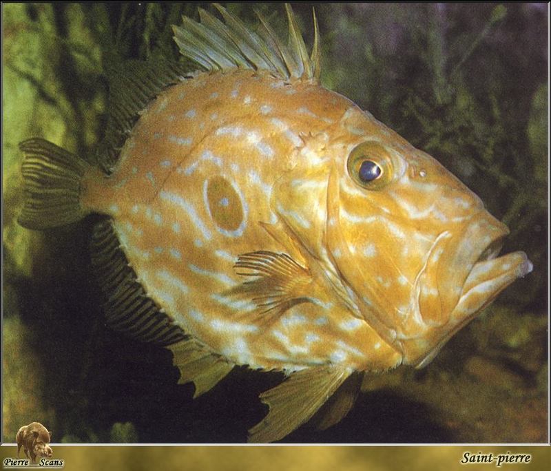 [PO Scans - Aquatic Life] John Dory - Saint-pierre - Zeus faber; DISPLAY FULL IMAGE.