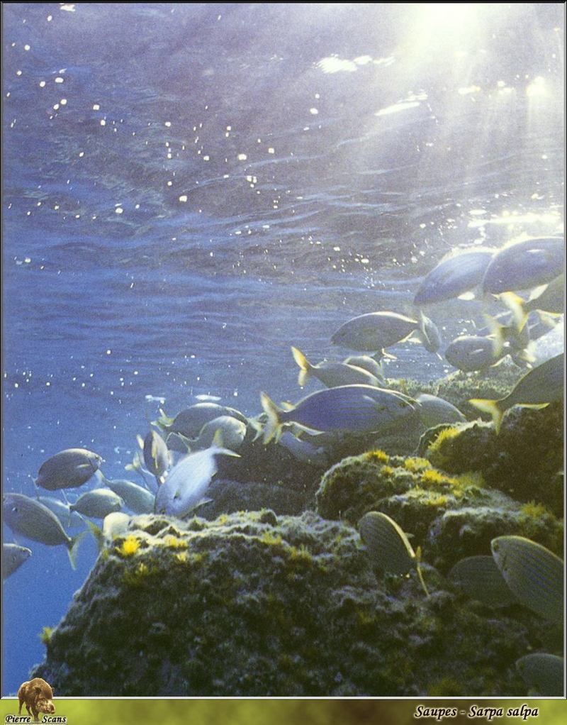 [PO Scans - Aquatic Life] Goldline salema (Sarpa salpa); DISPLAY FULL IMAGE.