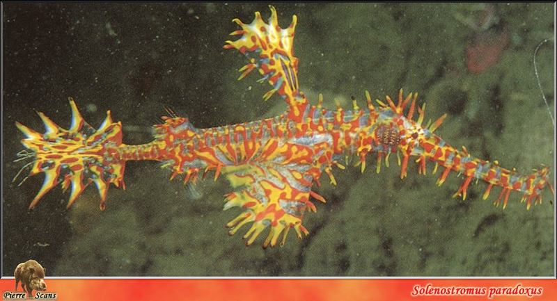 [PO Scans - Aquatic Life] Harlequin ghost pipefish (Solenostomus paradoxus); DISPLAY FULL IMAGE.