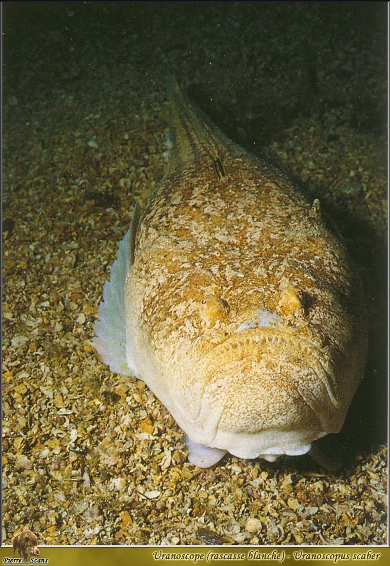 [PO Scans - Aquatic Life] Atlantic stargazer (Uranoscopus scaber); DISPLAY FULL IMAGE.