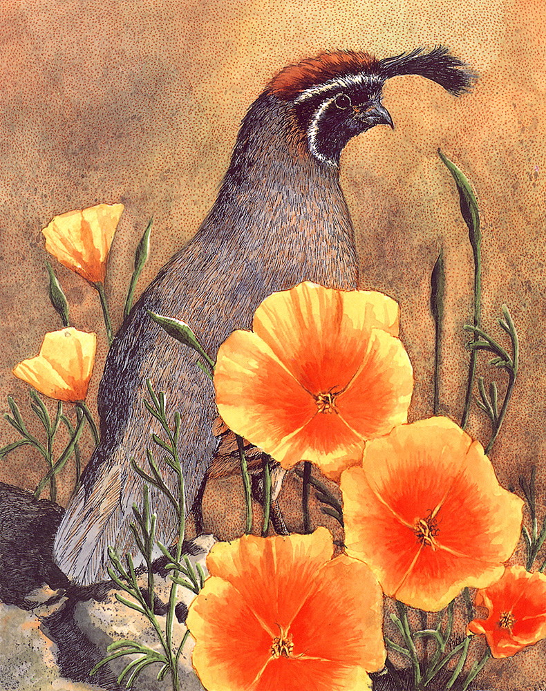 [LRS Art Medley] Claudia Nice, Quail & Poppies; DISPLAY FULL IMAGE.