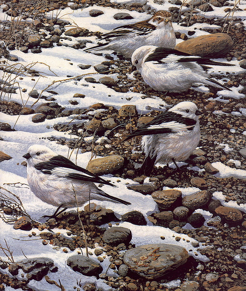 [LRS Art Medley] Seerey Lester, Snow Buntings; DISPLAY FULL IMAGE.