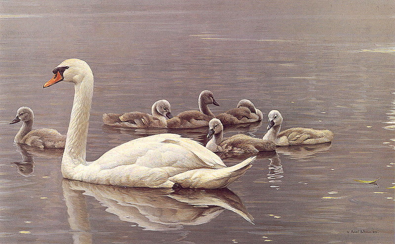 [LRS Art Medley] Robert Bateman, Mute Swans; DISPLAY FULL IMAGE.