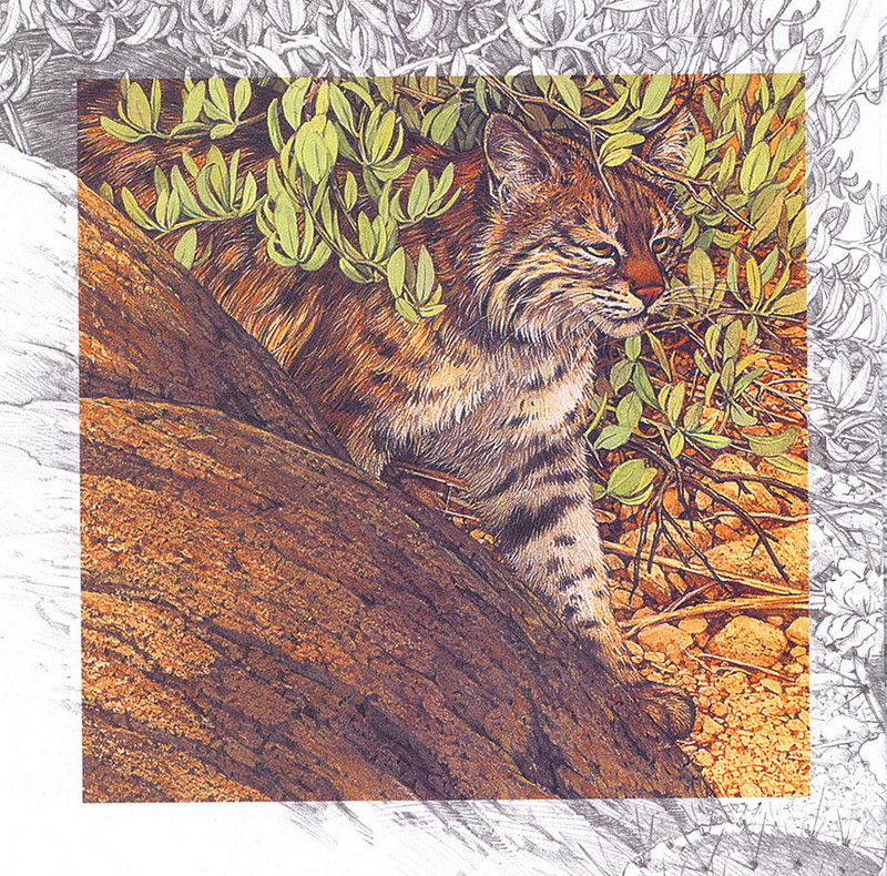 [LRS Art Medley] Bev Doolittle, Bobcat; DISPLAY FULL IMAGE.