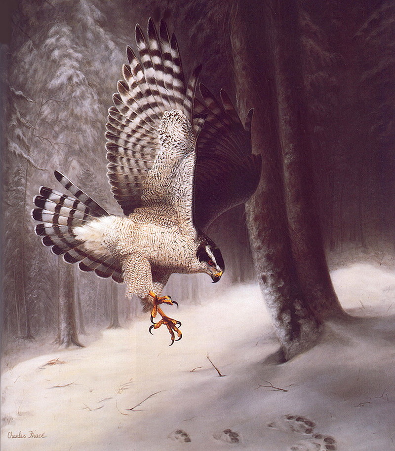 [LRS Art Medley] Chas Frace, Northern Goshawk; DISPLAY FULL IMAGE.