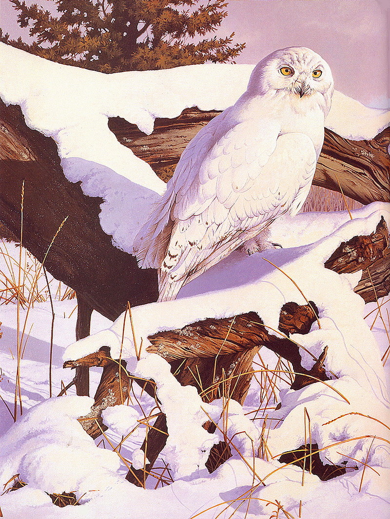 [LRS Art Medley] Rod Lawerence, Snowy Owl; DISPLAY FULL IMAGE.