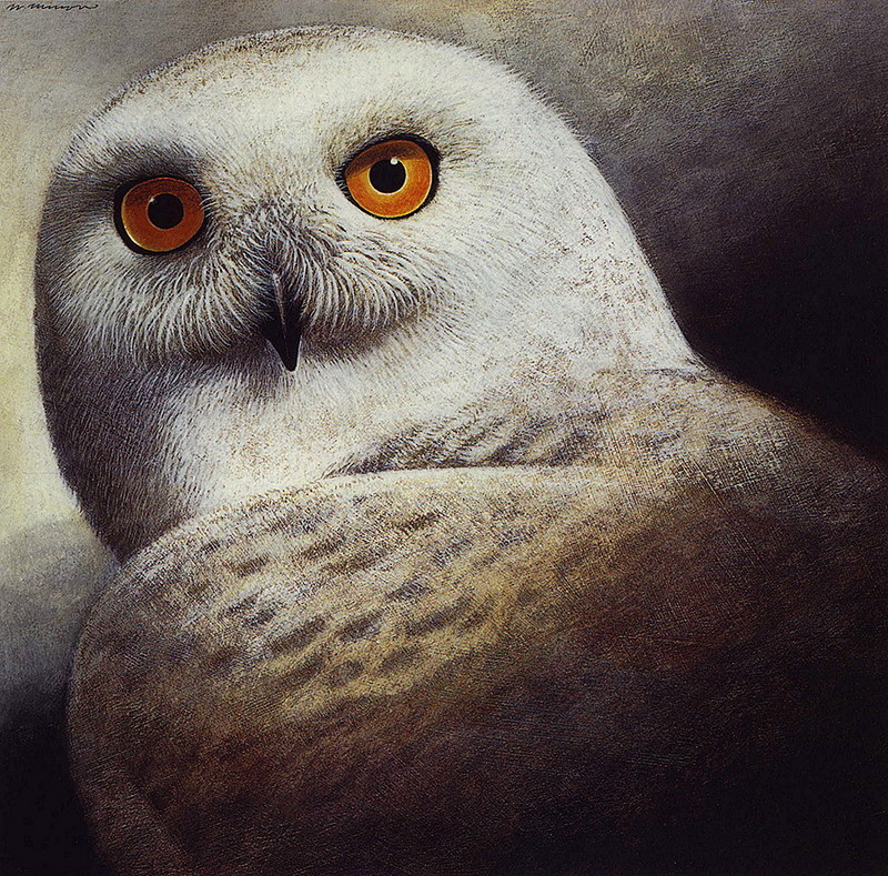 [LRS Art Medley] Wendell Minor, Snow Owl; DISPLAY FULL IMAGE.