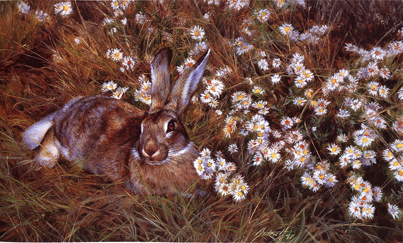 [LRS Art Medley] Edward Aldrich, Jackrabbit; DISPLAY FULL IMAGE.