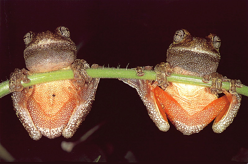 [LRS Art Medley] A Pair of Grey Tree Frogs; DISPLAY FULL IMAGE.