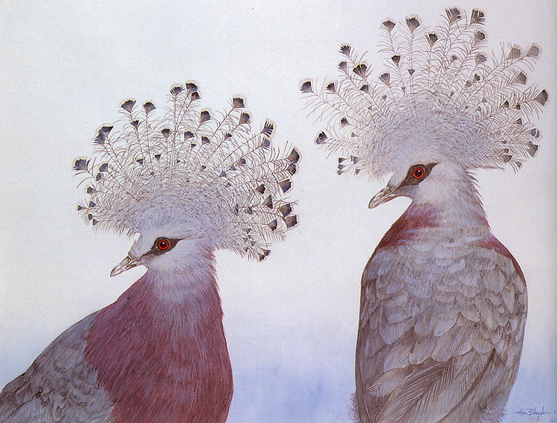[LRS Art Medley] Victoria Blagden Allen, Crowned Pigeon; DISPLAY FULL IMAGE.