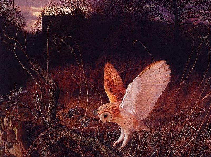 [LRS Art Medley] Raymond Booth, Barn Owl Landing; DISPLAY FULL IMAGE.