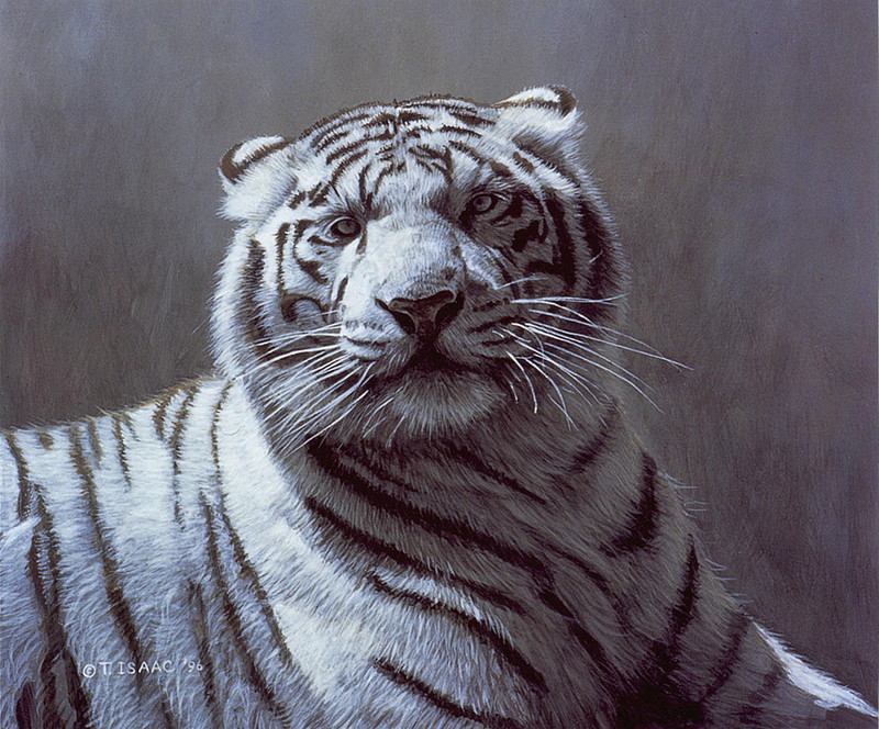 [LRS Art Medley] Terry Isaac, White Tiger; DISPLAY FULL IMAGE.