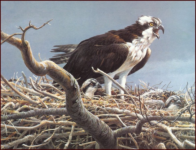 [LRS Animals In Art] Robert Bateman, Ospreys; DISPLAY FULL IMAGE.