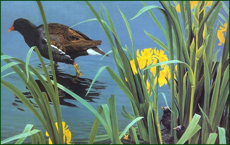 [LRS Animals In Art] Robert Bateman, Moorhen; DISPLAY FULL IMAGE.