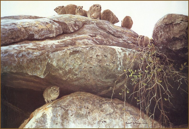 [LRS Animals In Art] Robert Bateman, Hyrax; DISPLAY FULL IMAGE.