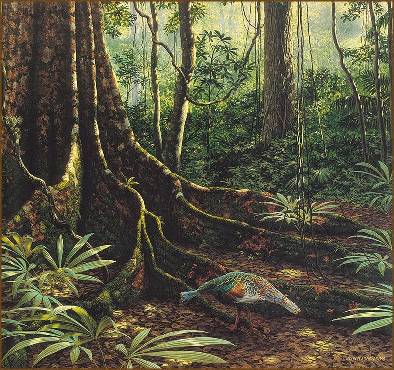 [LRS Animals In Art] John Agnew, Ocellated Turkey Tikal; DISPLAY FULL IMAGE.