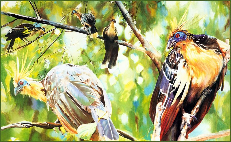 [LRS Animals In Art] Giuseppe Catagna, Hoatzin; DISPLAY FULL IMAGE.