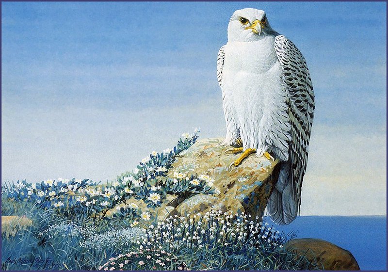 [LRS Animals In Art] Louis Agassiz Fuertes, Arctic Gyrfalcon; DISPLAY FULL IMAGE.