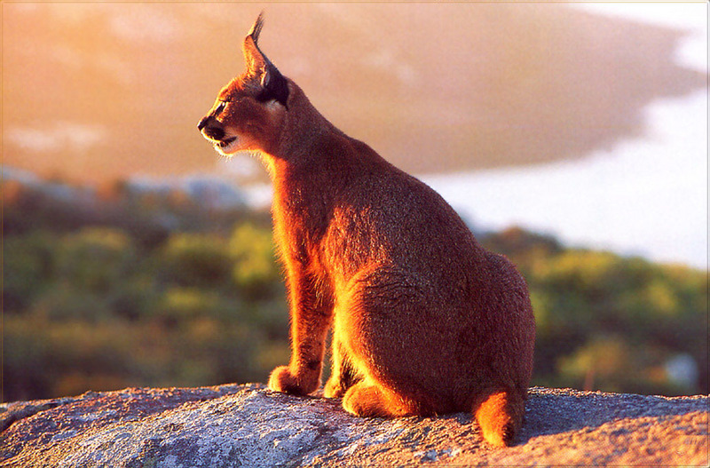 [PhoenixRising Scans - Jungle Book] Caracal; DISPLAY FULL IMAGE.