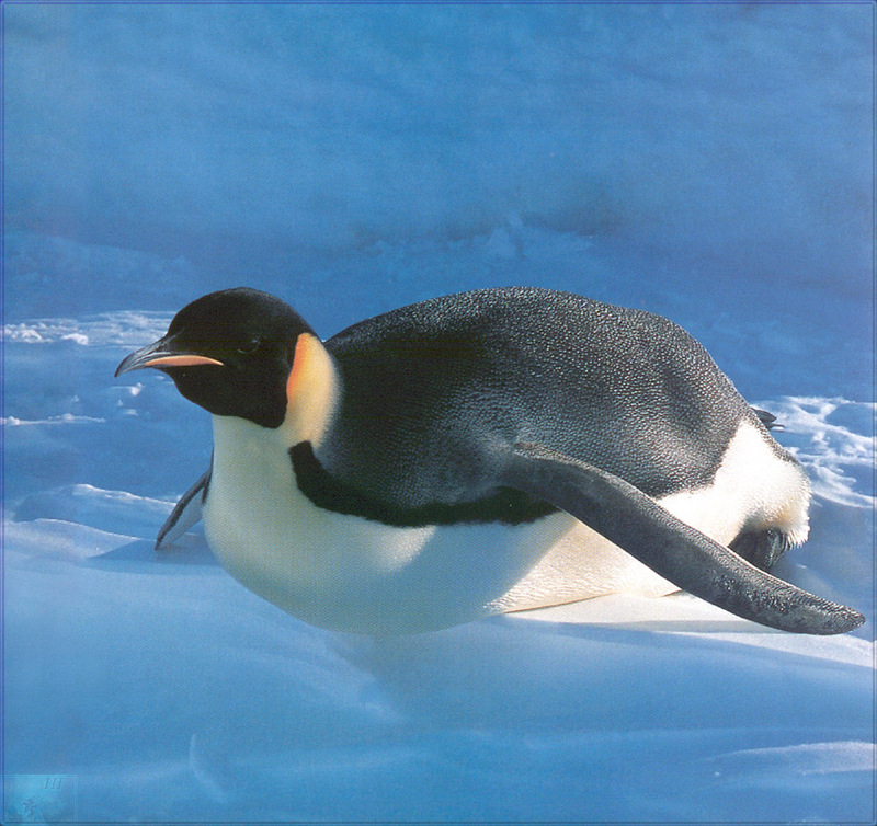 [PhoenixRising Scans - Jungle Book] Emperor Penguin; DISPLAY FULL IMAGE.