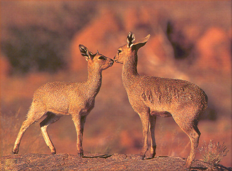 [PhoenixRising Scans - Jungle Book] Klipspringer, Oreotragus oreotragus; DISPLAY FULL IMAGE.
