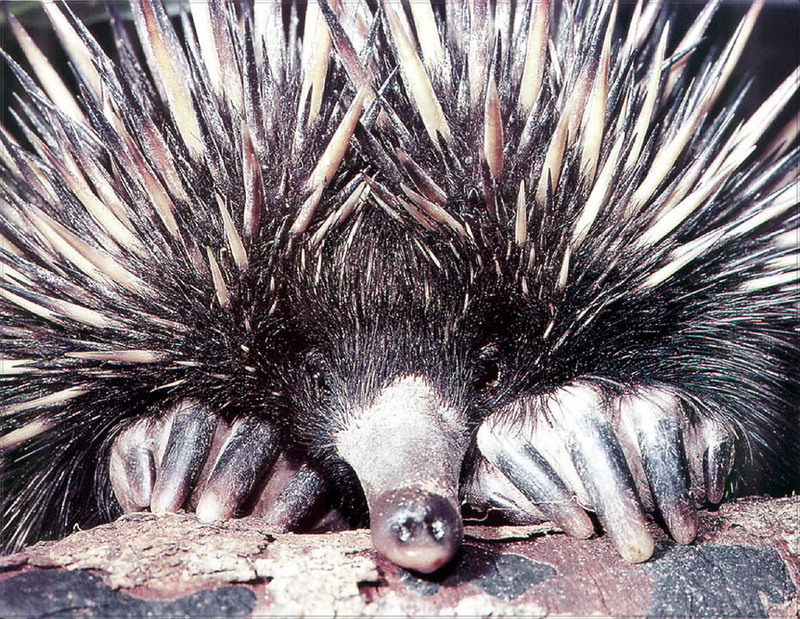 [PhoenixRising Scans - Jungle Book] Echidna; DISPLAY FULL IMAGE.