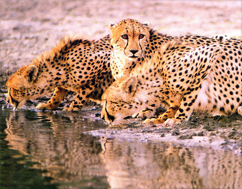 [PhoenixRising Scans - Jungle Book] Cheetahs; DISPLAY FULL IMAGE.