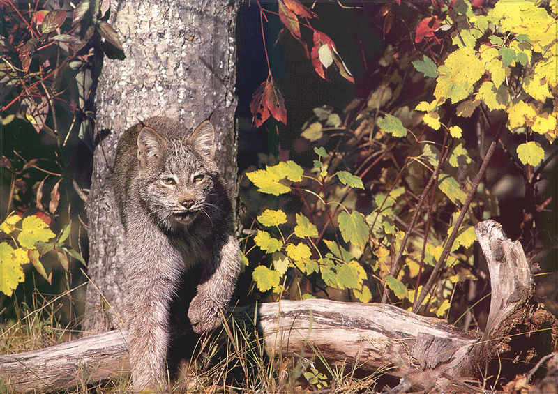 [PhoenixRising Scans - Jungle Book] Canadian lynx; DISPLAY FULL IMAGE.
